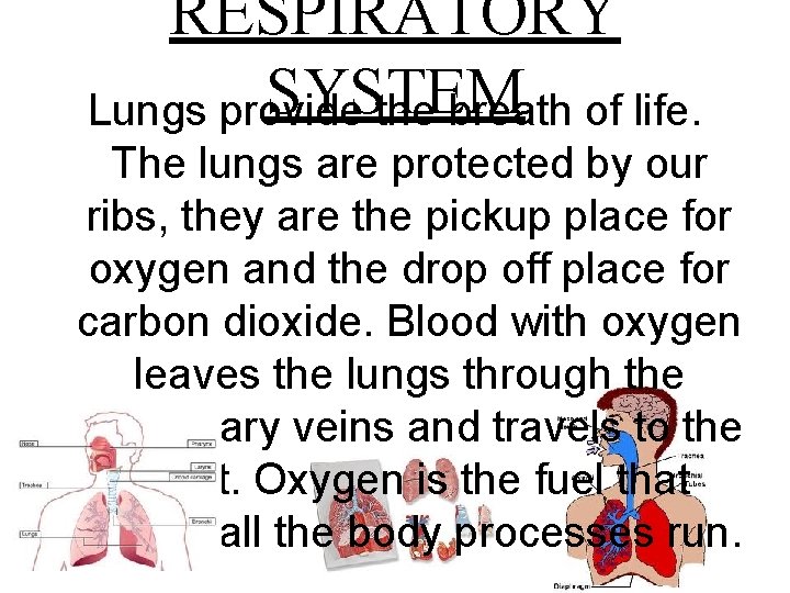 RESPIRATORY SYSTEM Lungs provide the breath of life. The lungs are protected by our