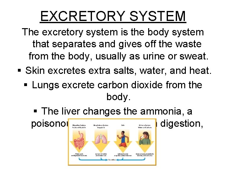 EXCRETORY SYSTEM The excretory system is the body system that separates and gives off