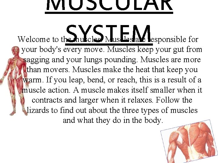 MUSCULAR SYSTEM Welcome to the muscles. Muscles are responsible for your body's every move.