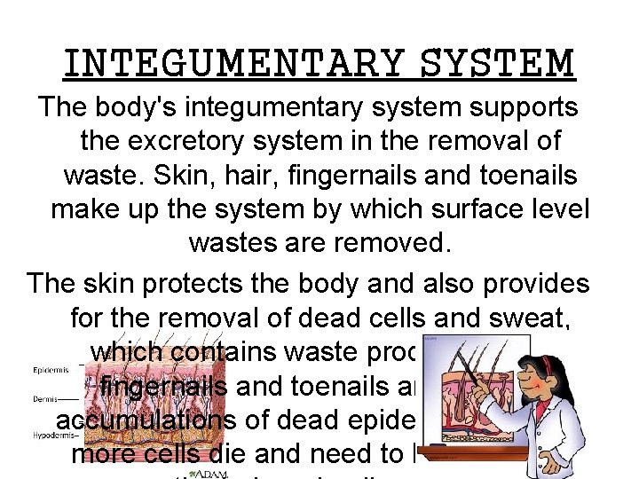 INTEGUMENTARY SYSTEM The body's integumentary system supports the excretory system in the removal of