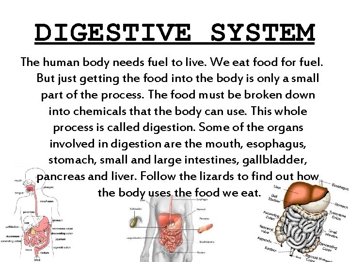 DIGESTIVE SYSTEM The human body needs fuel to live. We eat food for fuel.