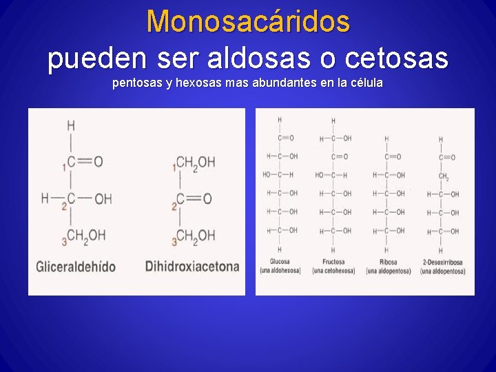 Monosacáridos pueden ser aldosas o cetosas pentosas y hexosas mas abundantes en la célula