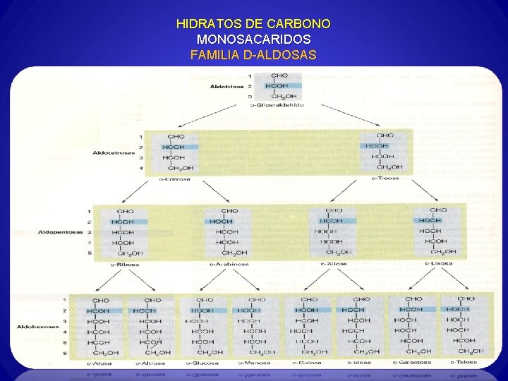 HIDRATOS DE CARBONO MONOSACARIDOS FAMILIA D-ALDOSAS 