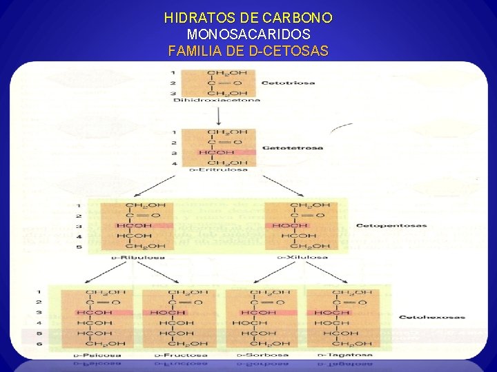 HIDRATOS DE CARBONO MONOSACARIDOS FAMILIA DE D-CETOSAS 