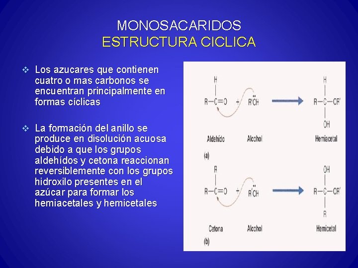 MONOSACARIDOS ESTRUCTURA CICLICA v Los azucares que contienen cuatro o mas carbonos se encuentran