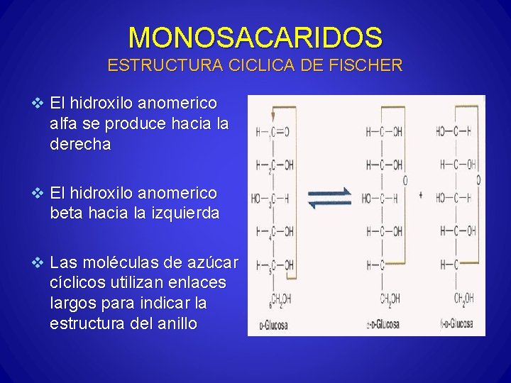 MONOSACARIDOS ESTRUCTURA CICLICA DE FISCHER v El hidroxilo anomerico alfa se produce hacia la