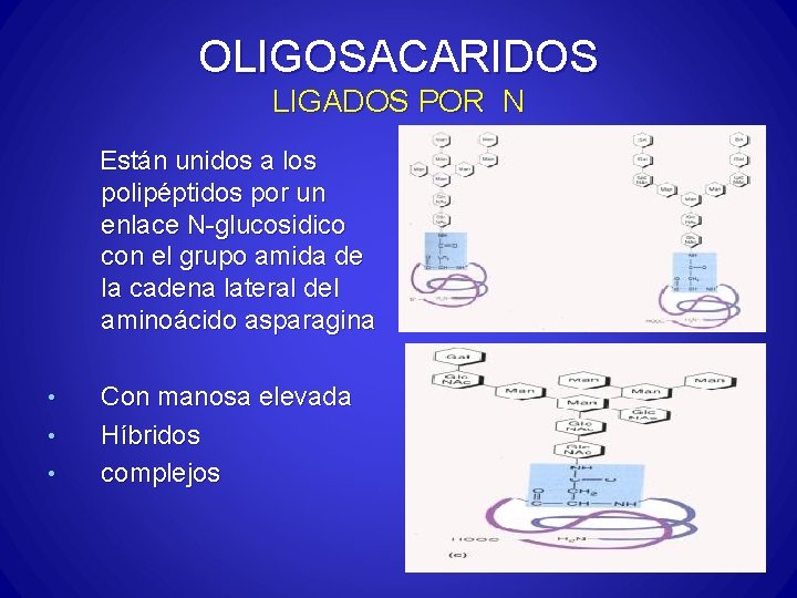 OLIGOSACARIDOS LIGADOS POR N Están unidos a los polipéptidos por un enlace N-glucosidico con