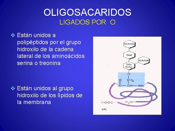OLIGOSACARIDOS LIGADOS POR O v Están unidos a polipéptidos por el grupo hidroxilo de