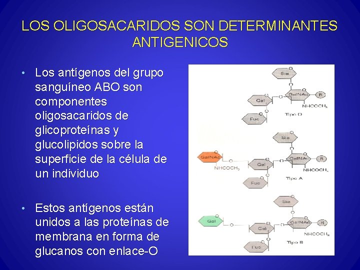 LOS OLIGOSACARIDOS SON DETERMINANTES ANTIGENICOS • Los antígenos del grupo sanguíneo ABO son componentes