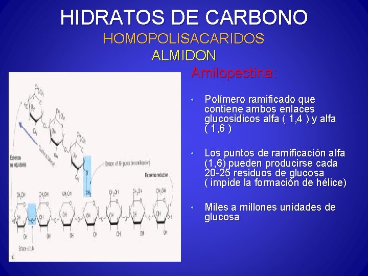 HIDRATOS DE CARBONO HOMOPOLISACARIDOS ALMIDON Amilopectina: • Polímero ramificado que contiene ambos enlaces glucosidicos