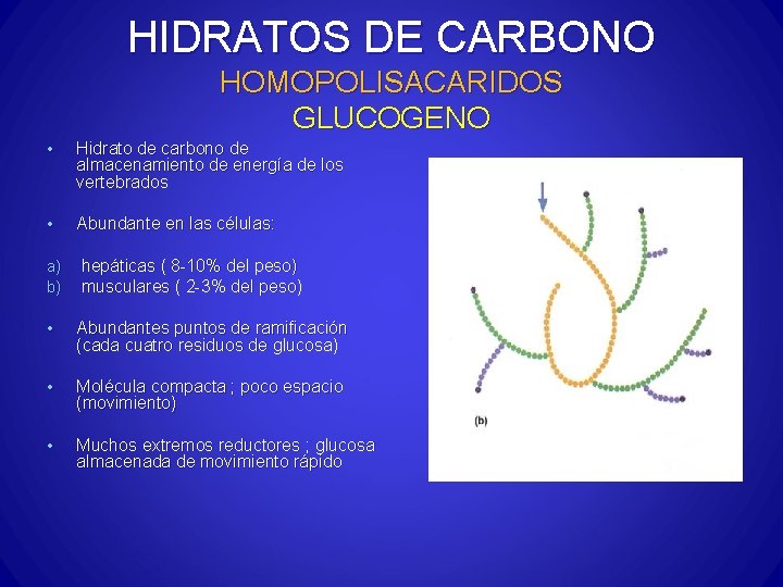 HIDRATOS DE CARBONO HOMOPOLISACARIDOS GLUCOGENO • Hidrato de carbono de almacenamiento de energía de