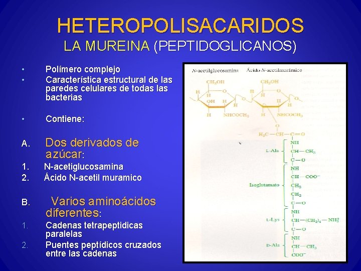 HETEROPOLISACARIDOS LA MUREINA (PEPTIDOGLICANOS) • • Polímero complejo Característica estructural de las paredes celulares