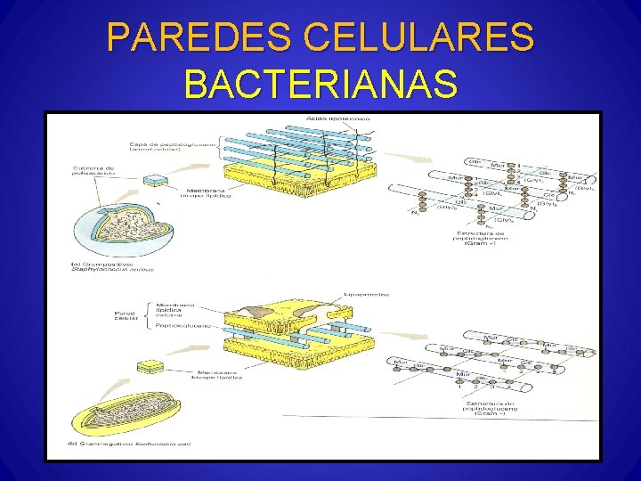 PAREDES CELULARES BACTERIANAS 