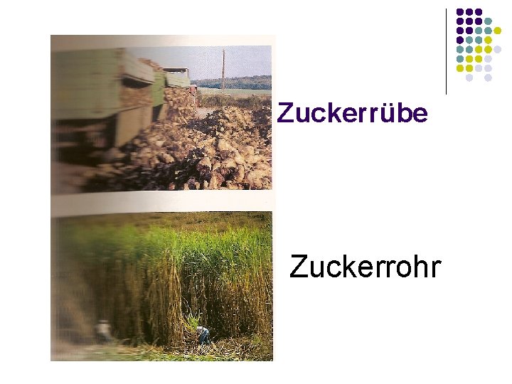 Zuckerrübe Zuckerrohr 