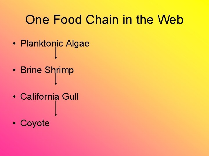 One Food Chain in the Web • Planktonic Algae • Brine Shrimp • California