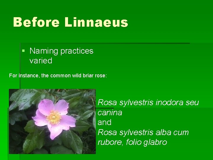 Before Linnaeus § Naming practices varied For instance, the common wild briar rose: Rosa Before Linnaeus § Naming practices varied For instance, the common wild briar rose: Rosa