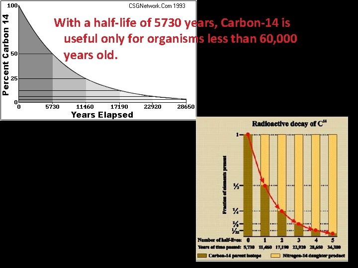 With a half-life of 5730 years, Carbon-14 is useful only for organisms less than