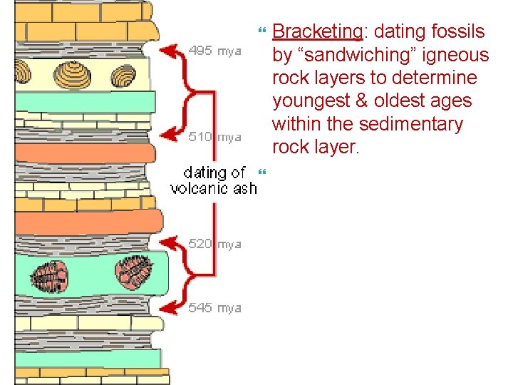  Bracketing: dating fossils by “sandwiching” igneous rock layers to determine youngest & oldest