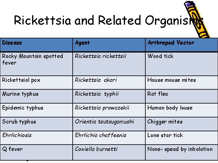 Rickettsia and Related Organisms Disease Agent Arthropod Vector Rocky Mountain spotted fever Rickettsia rickettsii