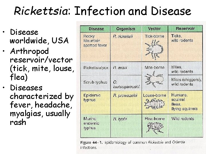 Rickettsia: Infection and Disease • Disease worldwide, USA • Arthropod reservoir/vector (tick, mite, louse,