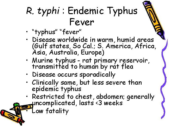 R. typhi : Endemic Typhus Fever • “typhus” “fever” • Disease worldwide in warm,