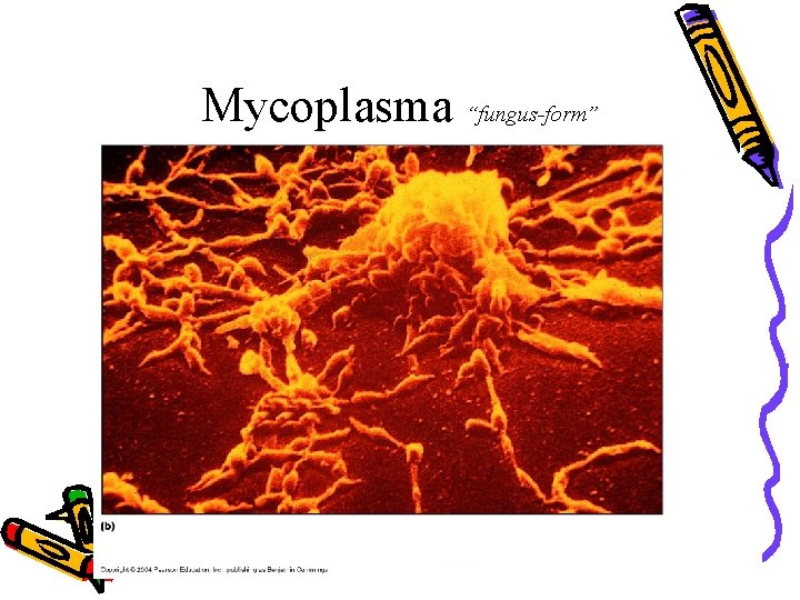 Mycoplasma “fungus-form” 