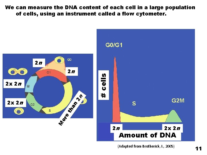 We can measure the DNA content of each cell in a large population of