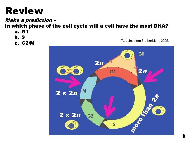 Review Make a prediction – In which phase of the cell cycle will a