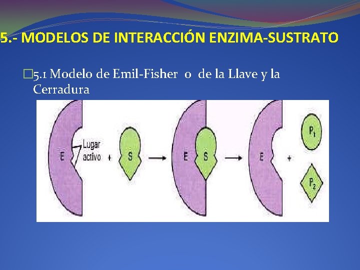 5. - MODELOS DE INTERACCIÓN ENZIMA-SUSTRATO � 5. 1 Modelo de Emil-Fisher o de