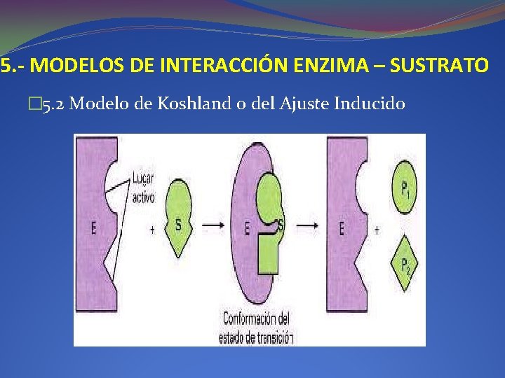 5. - MODELOS DE INTERACCIÓN ENZIMA – SUSTRATO � 5. 2 Modelo de Koshland 5. - MODELOS DE INTERACCIÓN ENZIMA – SUSTRATO � 5. 2 Modelo de Koshland