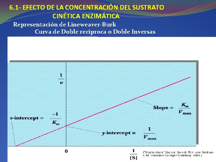 6. 1 - EFECTO DE LA CONCENTRACIÓN DEL SUSTRATO CINÉTICA ENZIMÁTICA Representación de Lineweaver-Burk 6. 1 - EFECTO DE LA CONCENTRACIÓN DEL SUSTRATO CINÉTICA ENZIMÁTICA Representación de Lineweaver-Burk