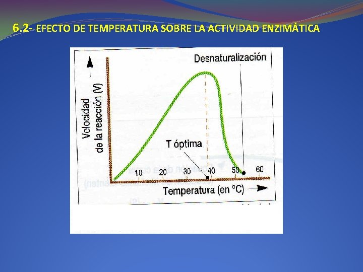 6. 2 - EFECTO DE TEMPERATURA SOBRE LA ACTIVIDAD ENZIMÁTICA 