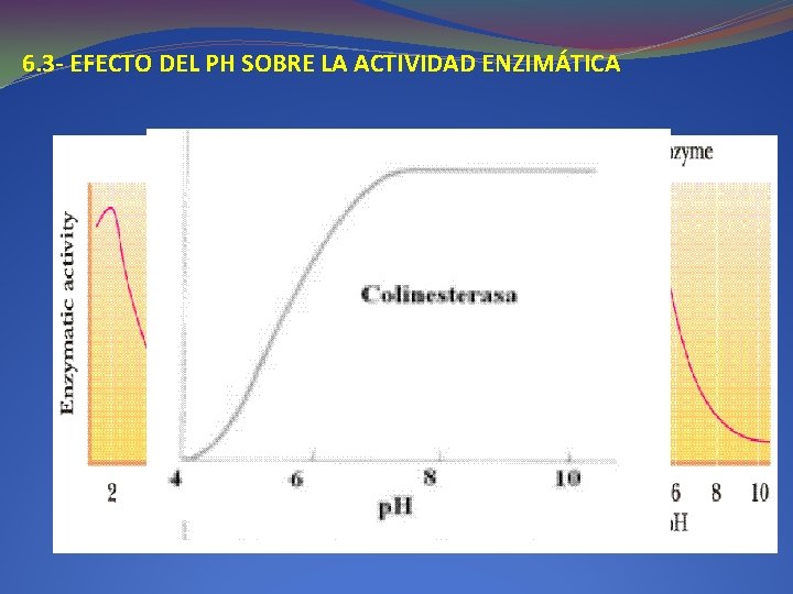 6. 3 - EFECTO DEL PH SOBRE LA ACTIVIDAD ENZIMÁTICA 6. 3 - EFECTO DEL PH SOBRE LA ACTIVIDAD ENZIMÁTICA