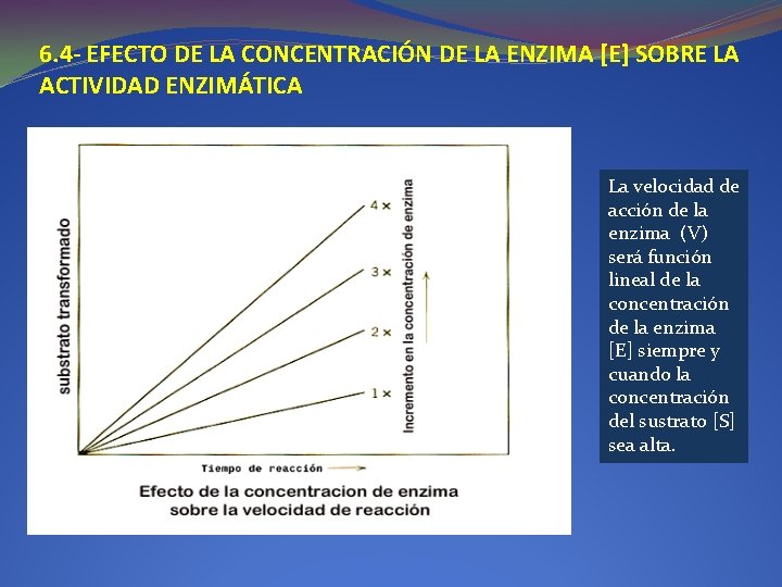 6. 4 - EFECTO DE LA CONCENTRACIÓN DE LA ENZIMA [E] SOBRE LA ACTIVIDAD