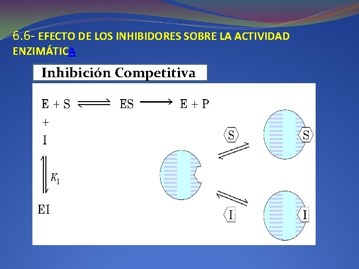 6. 6 - EFECTO DE LOS INHIBIDORES SOBRE LA ACTIVIDAD ENZIMÁTICA IInhibición Competitiva 6. 6 - EFECTO DE LOS INHIBIDORES SOBRE LA ACTIVIDAD ENZIMÁTICA IInhibición Competitiva