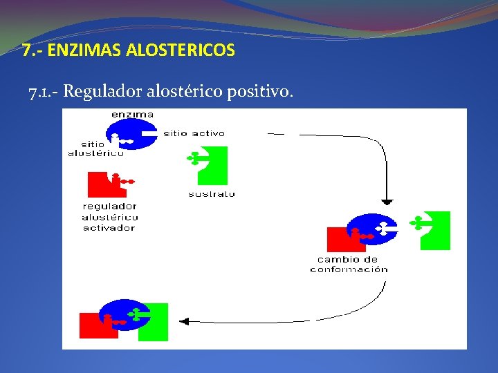 7. - ENZIMAS ALOSTERICOS 7. 1. - Regulador alostérico positivo. 