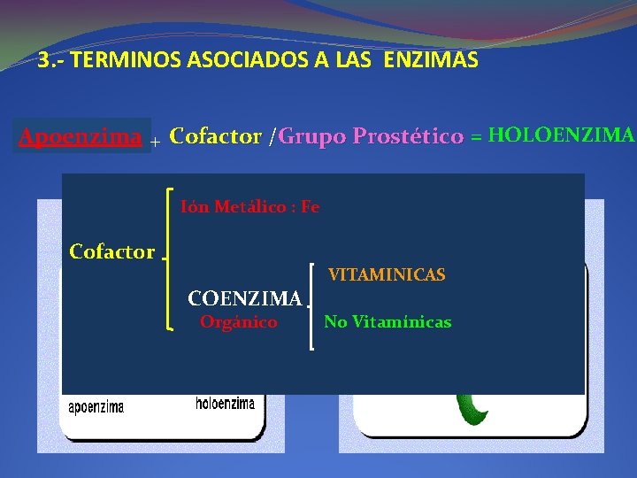 3. - TERMINOS ASOCIADOS A LAS ENZIMAS Apoenzima + Cofactor /Grupo Prostético = HOLOENZIMA 3. - TERMINOS ASOCIADOS A LAS ENZIMAS Apoenzima + Cofactor /Grupo Prostético = HOLOENZIMA