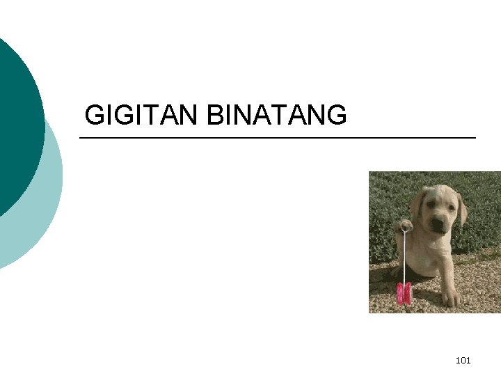 GIGITAN BINATANG 101 