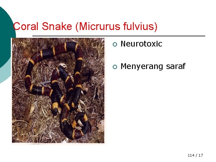 Coral Snake (Micrurus fulvius) ¡ Neurotoxic ¡ Menyerang saraf 114 / 17 