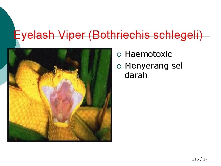 Eyelash Viper (Bothriechis schlegeli) ¡ ¡ Haemotoxic Menyerang sel darah 116 / 17 