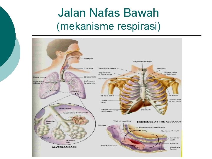 Jalan Nafas Bawah (mekanisme respirasi) 