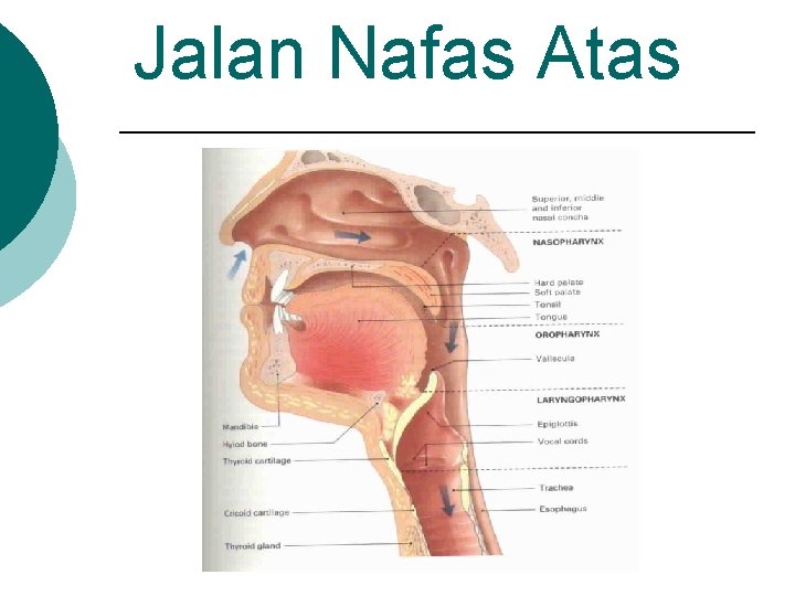 Jalan Nafas Atas 