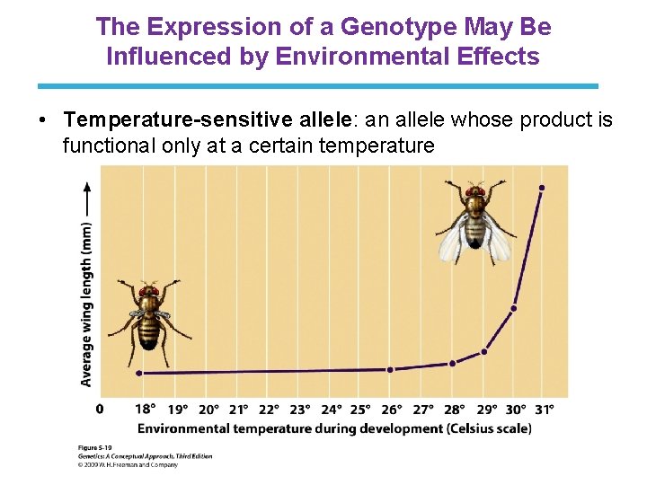 The Expression of a Genotype May Be Influenced by Environmental Effects • Temperature-sensitive allele: