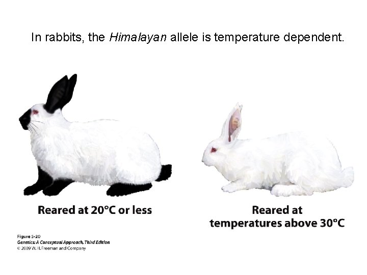 In rabbits, the Himalayan allele is temperature dependent. 