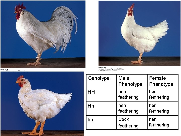 Genotype Male Phenotype Female Phenotype HH hen feathering Hh hen feathering hh Cock feathering