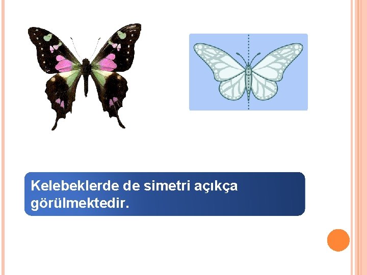 Kelebeklerde de simetri açıkça görülmektedir. 