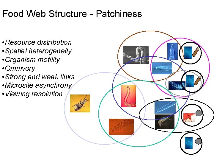 Food Web Structure - Patchiness • Resource distribution • Spatial heterogeneity • Organism motility