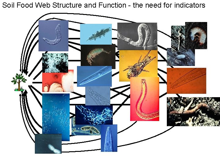 Soil Food Web Structure and Function - the need for indicators 