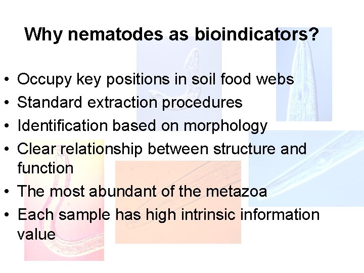 Why nematodes as bioindicators? • • Occupy key positions in soil food webs Standard