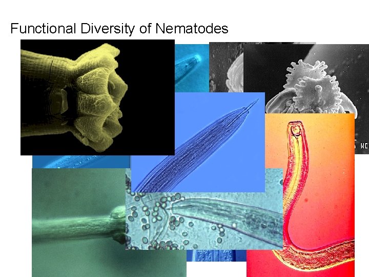 Functional Diversity of Nematodes 